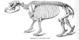 tapir