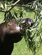 tapir