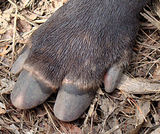 Baird's Tapir