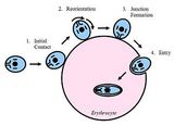 Southeast Asian ovalocytosis