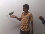 tamboli raipur