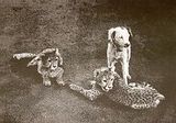 cheetah