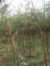 THANGAMANOHARANAR EDUCATIONAL TRUST