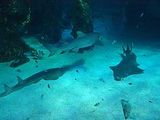 sydney aquarium