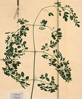 Moringa oleifera