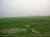 ashulia