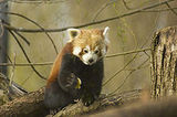 birmingham zoo - Birmingham Nature Centre