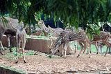 Dhaka Zoo