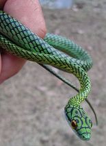 Leptophis ahaetulla