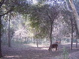 sahiwal