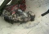 Tiananmen Square self-immolation incident