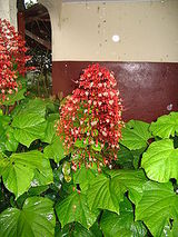 french guiana