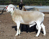 Dorper (sheep)