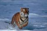 ONLY 1411 TIGERS TO BE SAVED