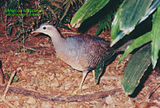 yellowleg