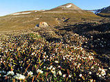 svalbard