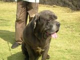 vrajesh