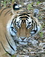 Ranthambore National Park