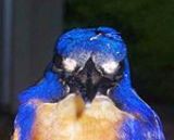 Azure Kingfisher
