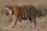 thapar