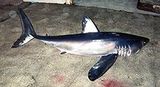 mako shark