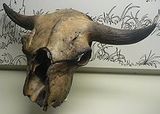 Bison antiquus